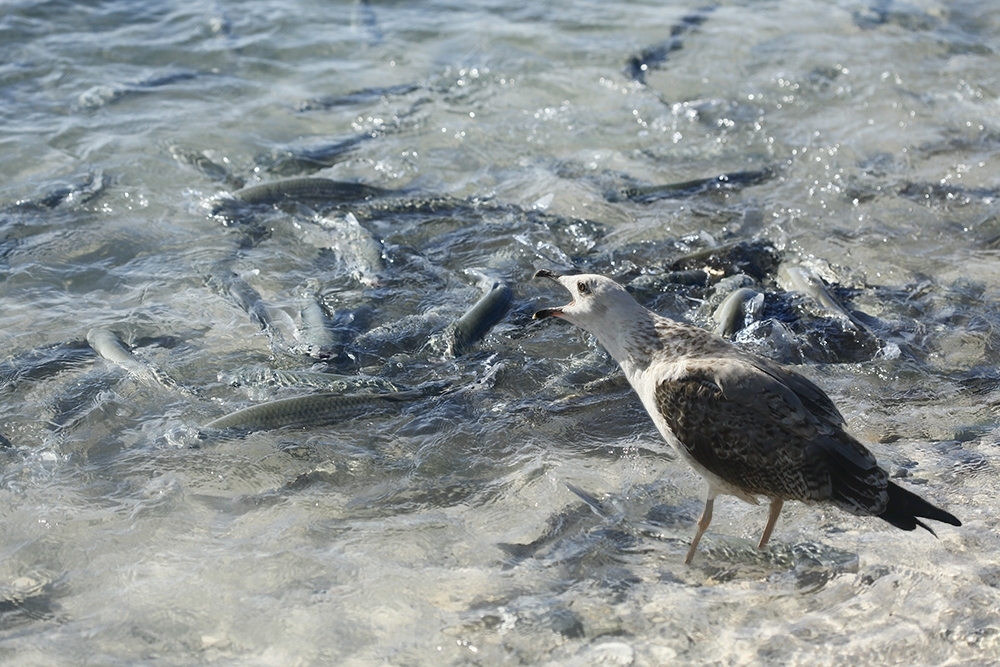 fish at the sea!