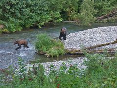 Fish creek, Hyder Alaska