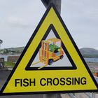 Fish Crossing