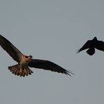 Fish Crow attakiert Osprey