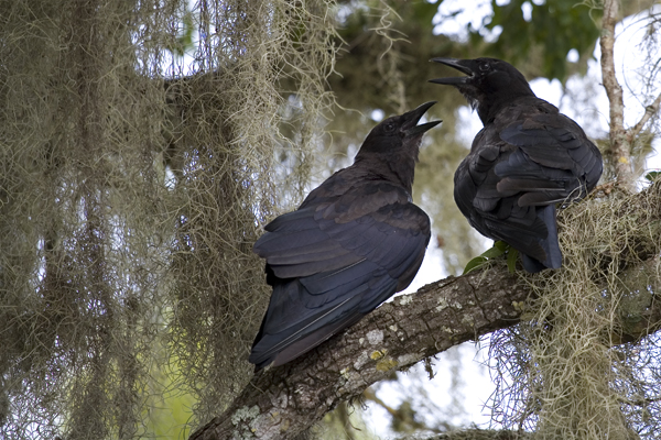 Fish Crows (Corvus ossifragus)