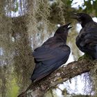 Fish Crows (Corvus ossifragus)