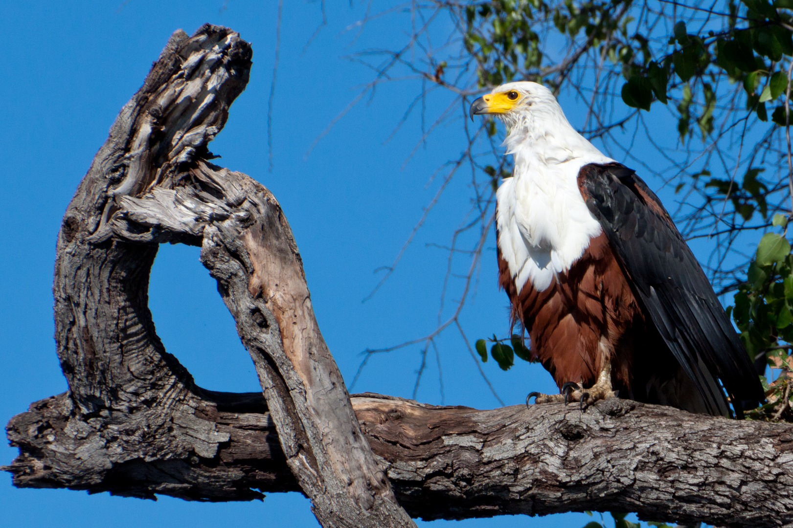 Fish Eagle