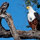 Fish Eagle