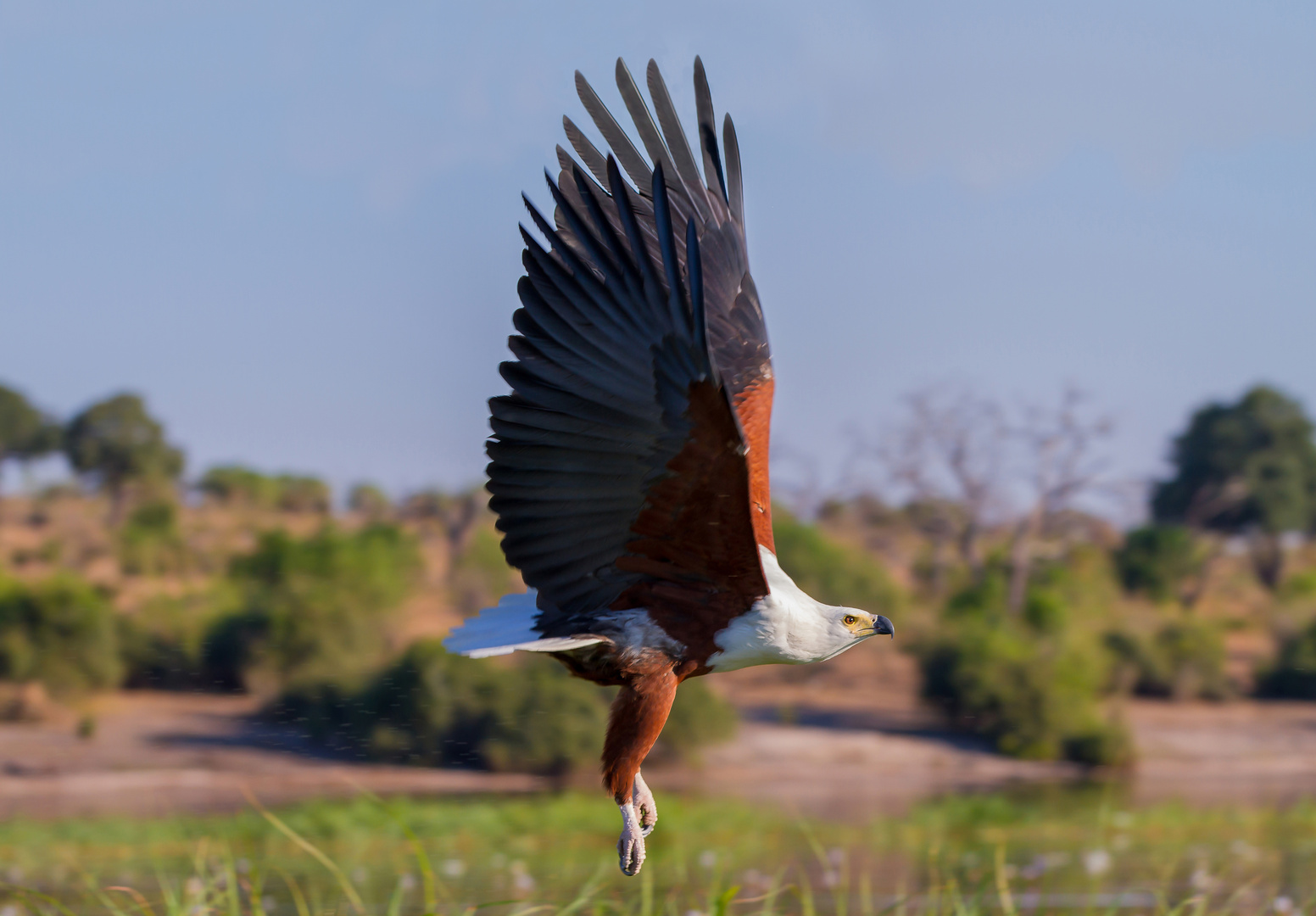 Fish Eagle am Chobe River