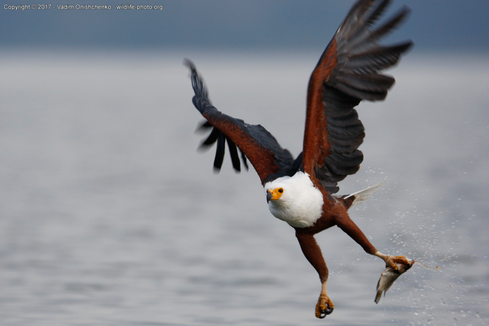 Fish Eagle Attack