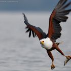 Fish Eagle Attack