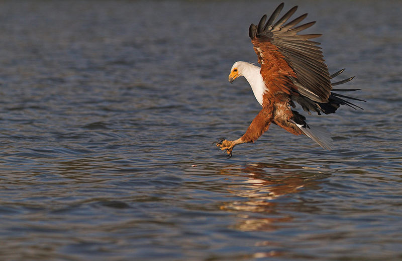 Fish eagle attack