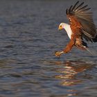 Fish eagle attack