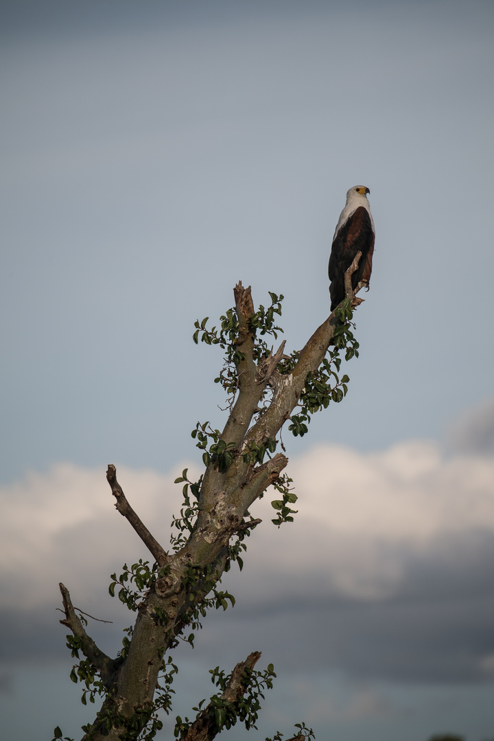 Fish Eagle