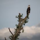 Fish Eagle