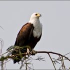 fish eagle