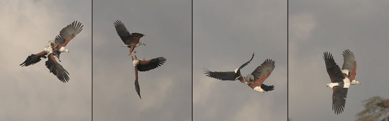 Fish eagle dance