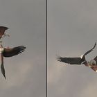 Fish eagle dance