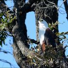 Fish Eagle