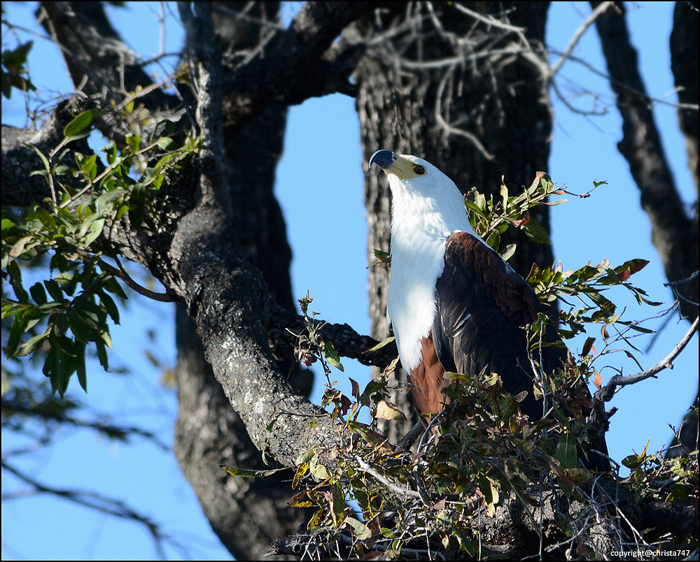 Fish Eagle