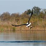 Fish Eagle III