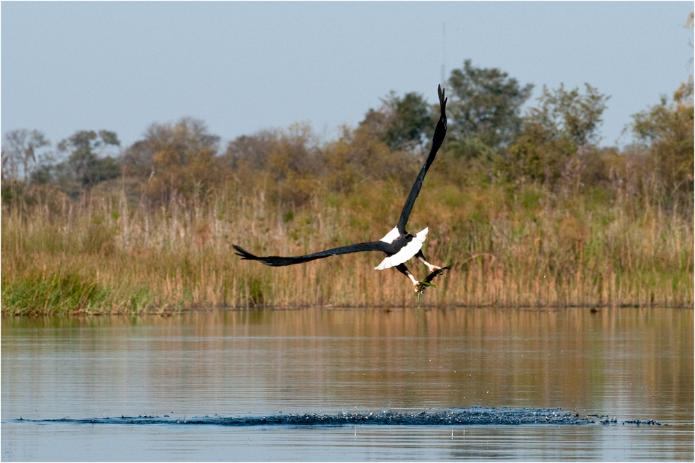 Fish Eagle III