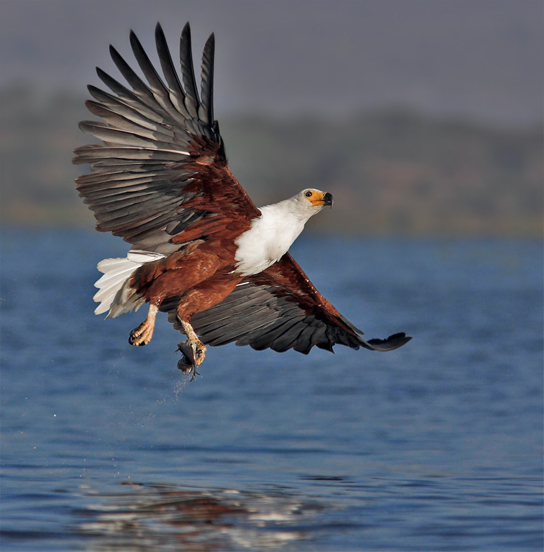 Fish eagle showing his catch