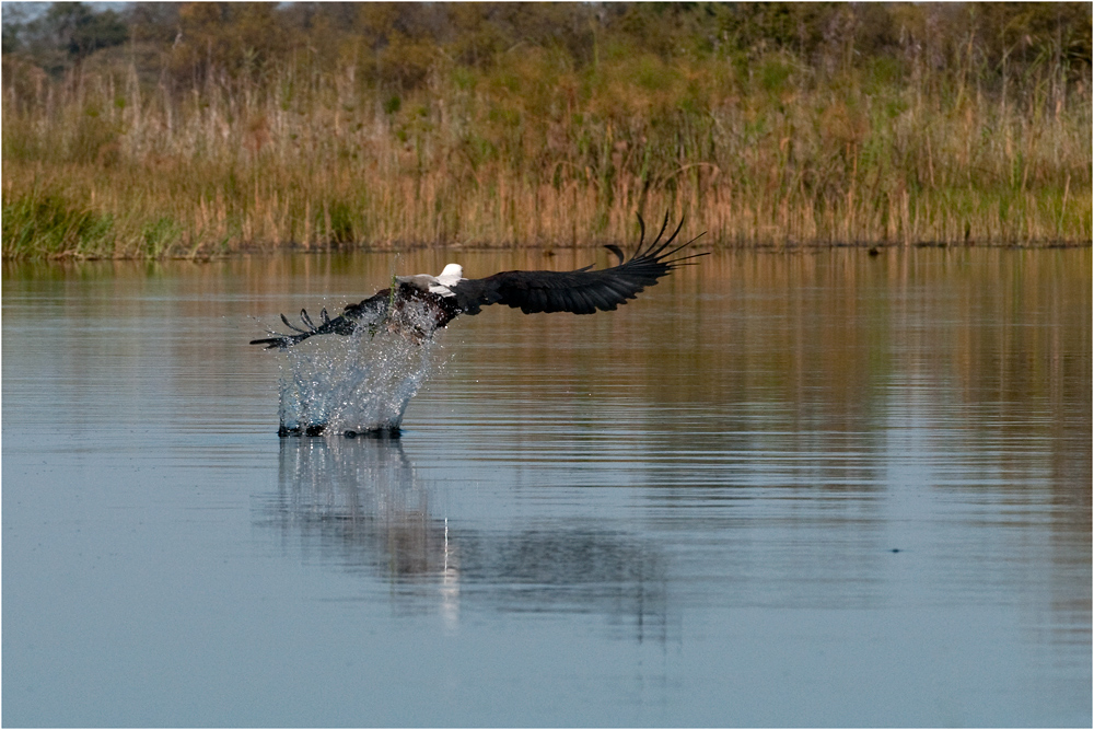 Fish Eagle - touch down