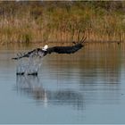 Fish Eagle - touch down