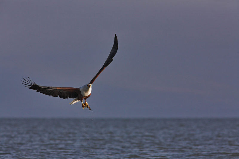 Fish eagle,,, well, fishing.