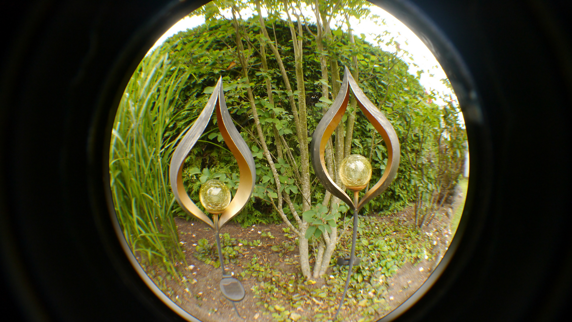 Fish-Eye 1