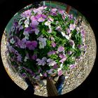 Fish - Eye 180°