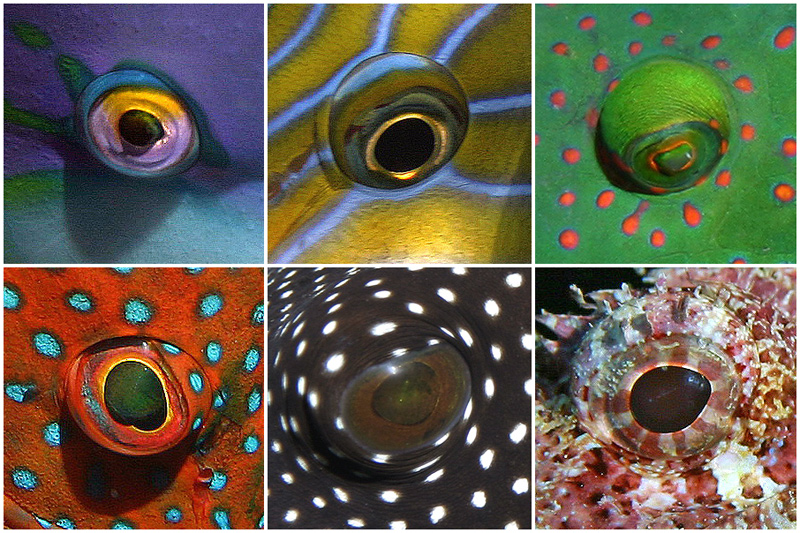 Fish Eyes de Olivier Notz