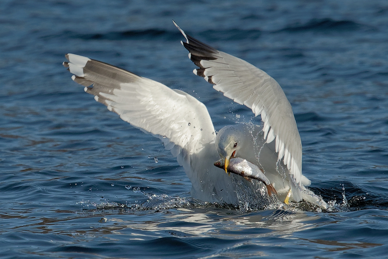 Fish for to go / to fly ...