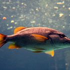 Fish from my web site banner