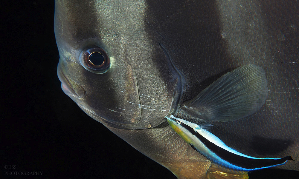 fish gills clean