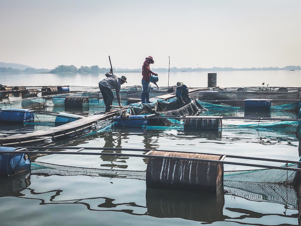 Fish Harvesting near Kanchanaburi, Thailand