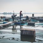 Fish Harvesting near Kanchanaburi, Thailand