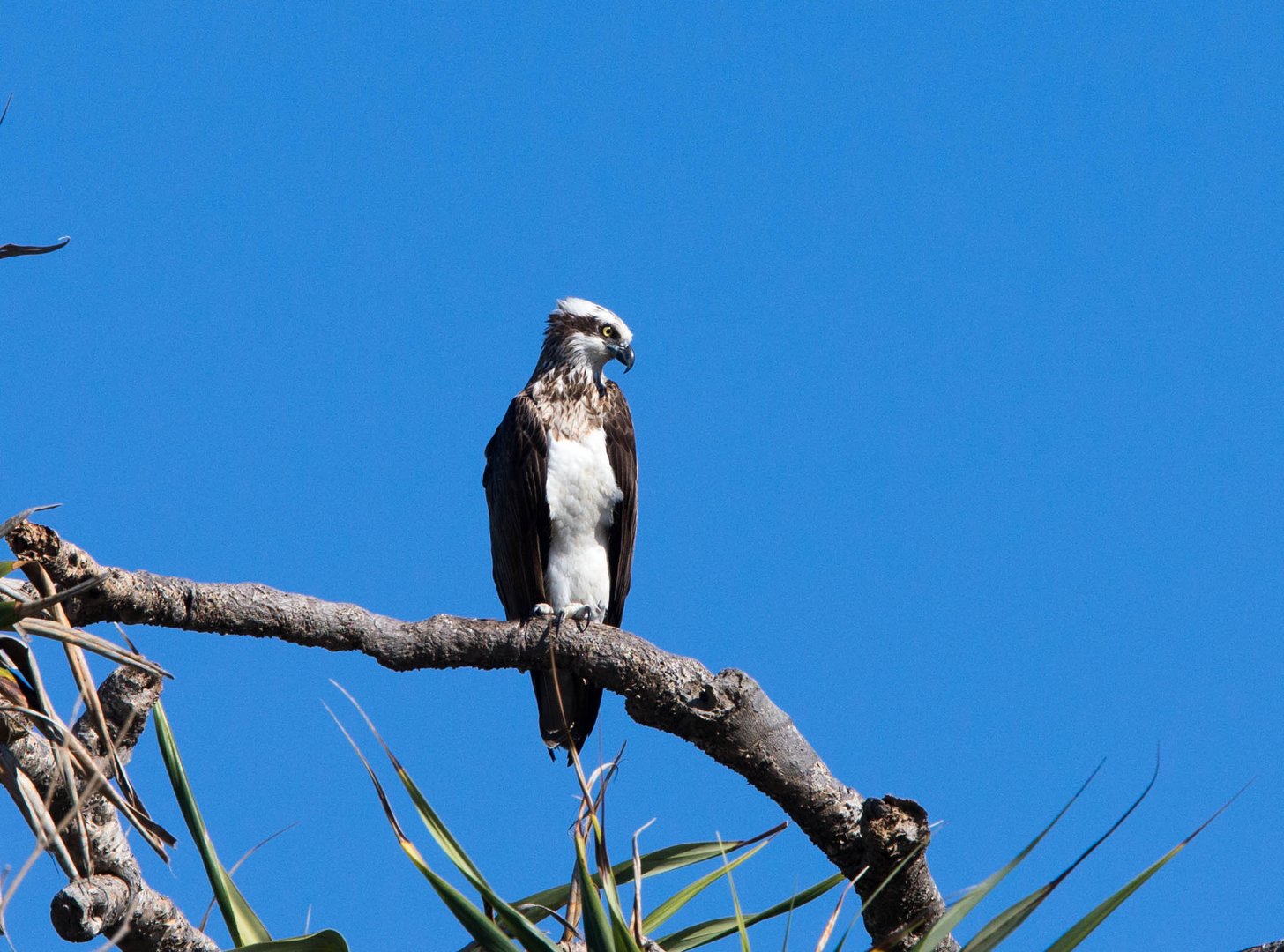 Fish Hawk