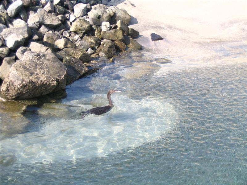 fish hunting cormorant, Palm Jebel Ali U.A.E.