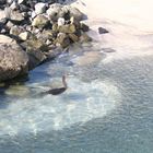 fish hunting cormorant, Palm Jebel Ali U.A.E.