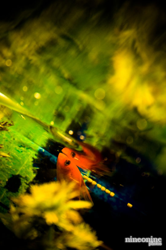 Fish in Aquarium