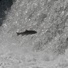 Fish Ladder 