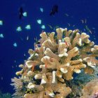 Fish life and the corals
