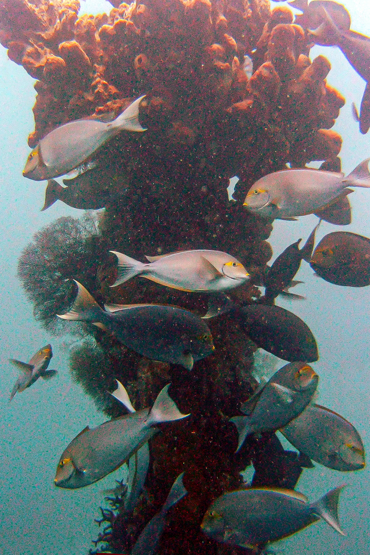 Fish life around the ship wrack