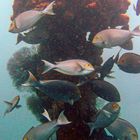 Fish life around the ship wrack