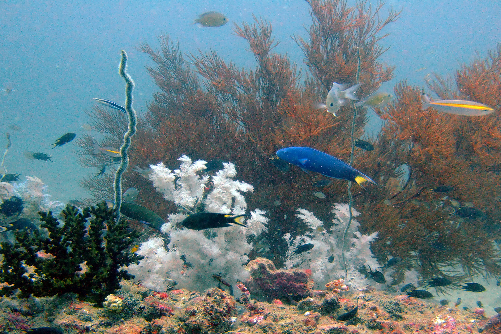 Fish life under soft corals