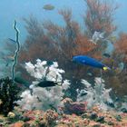 Fish life under soft corals