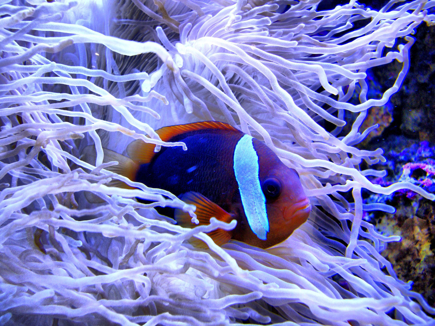 Fish Nemo