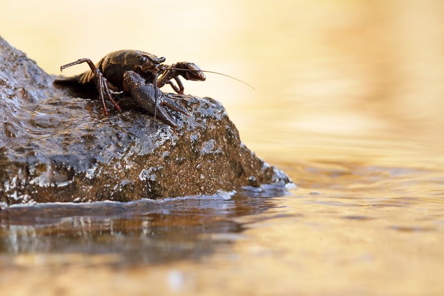 Fish of Cray