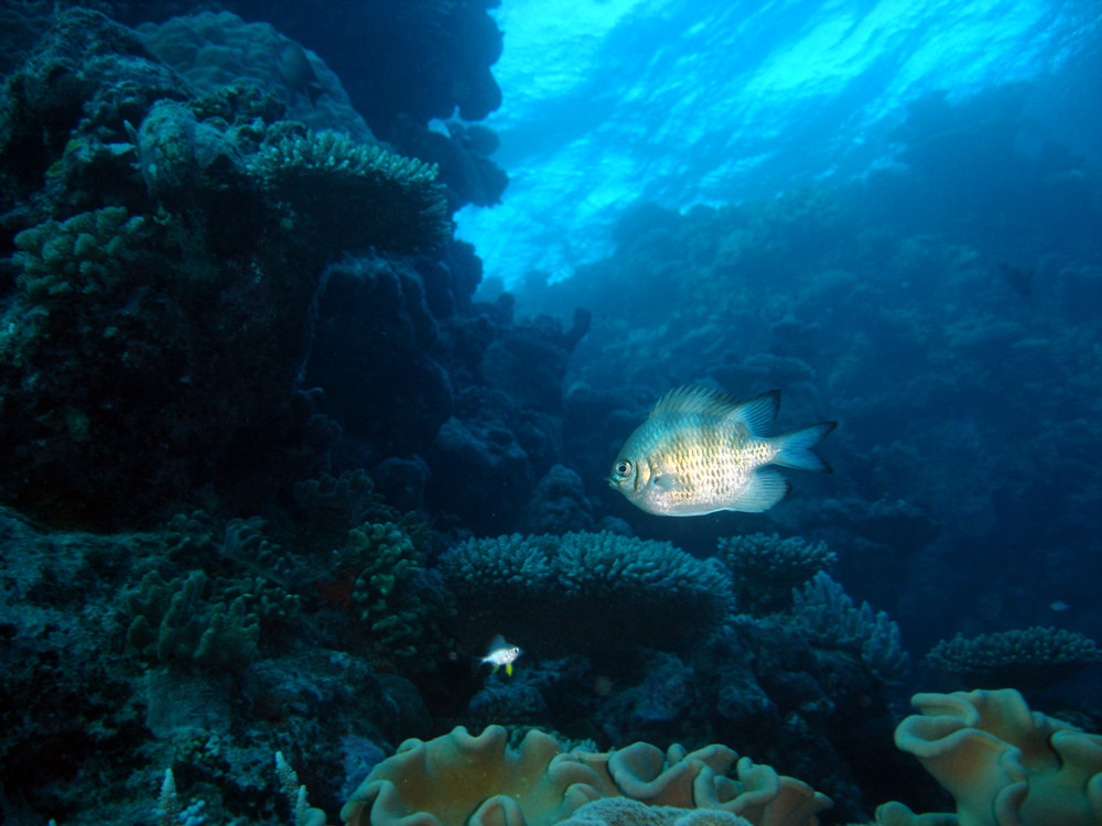 Fish on the Great Barrier Reef