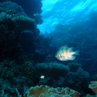 Fish on the Great Barrier Reef