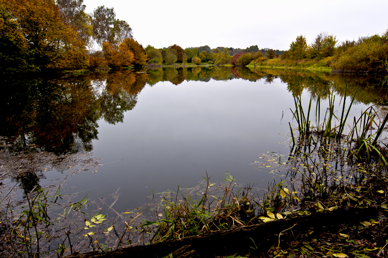 fish pond