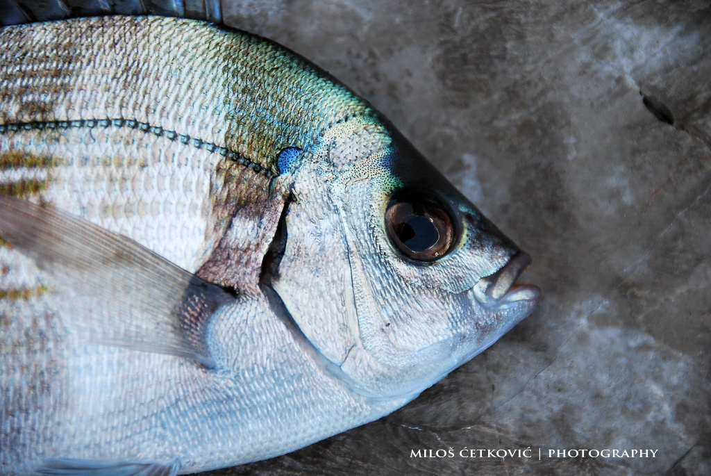 Fish portrait